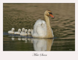 Mute Swan