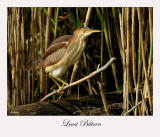 Least Bittern