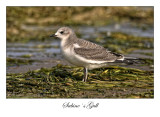 Sabine`s Gull