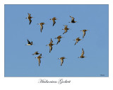 Hudsonian Godwit