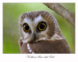 Northern Saw-whet Owl