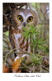 Northern Saw-whet Owl