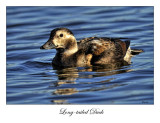 Long-tailed Duck