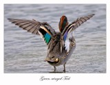 Green-winged Teal