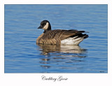 Cackling Goose