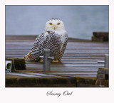 Snowy Owl