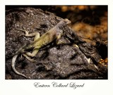 Eastern Collard Lizard