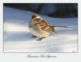 American Tree Sparrow