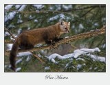 Pine Marten