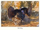 Wild Turkey