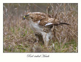 Red-tailed Hawk