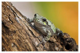 Tree Frog