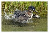 Green Heron