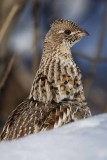 Ruffed Grouse