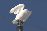 Snowy Owl
