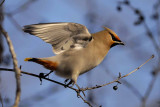 Bohemian Waxwing