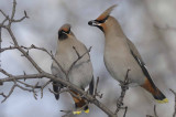 BohemianWaxwing