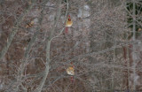 bird.cardinal.female.ratio-1.55.30d_img_10616.jpg