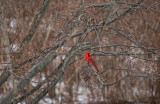 bird.cardinal.male.ratio-1.55.30d_img_11147.jpg
