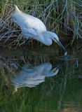 DSC_6644a.jpg