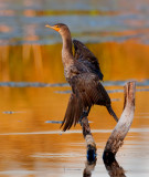DSC_8018a.jpg