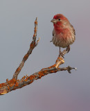 DSC_9123a.jpg