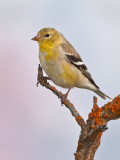 DSC_9191a.jpg