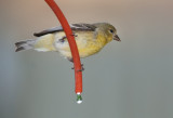 DSC_1966a.jpg