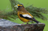 DSC_2235a.jpg