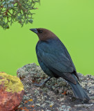 DSC_2461a.jpg