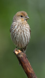 DSC_3632a.jpg