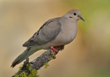 DSC_3640a.jpg