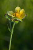 DSC_6632a.jpg
