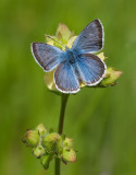 DSC_7078a.jpg