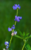 DSC_7625a.jpg