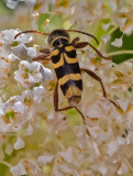 DSC_7736a.jpg