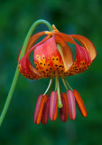 DSC_8737a.jpg