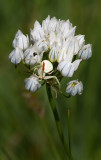 DSC_9105a.jpg