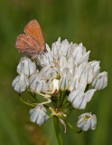 DSC_9117a.jpg