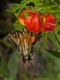 DSC_9311a.jpg