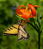 DSC_9437a.jpg