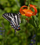 DSC_9452a.jpg