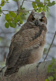 DSC_3729a.jpg