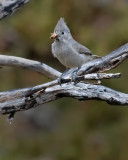 DSC_5064a.jpg