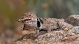 DSC_0146a.jpg