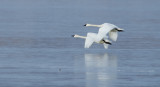 _DSC7530a.jpg