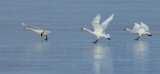 _DSC7579a.jpg