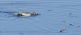 _DSC8604a.jpg