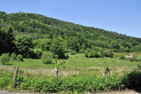dans son crin de verdure