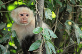 whiteface monkey